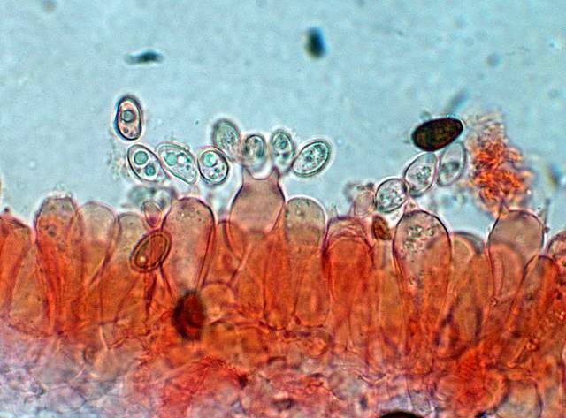 Psathyrella gossypina   (Bull.)   A. Pearson & Dennis